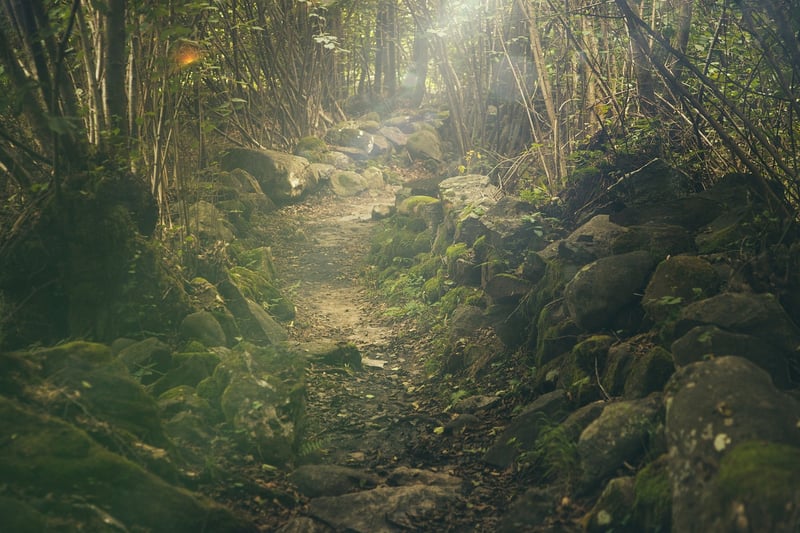 Forest Dining