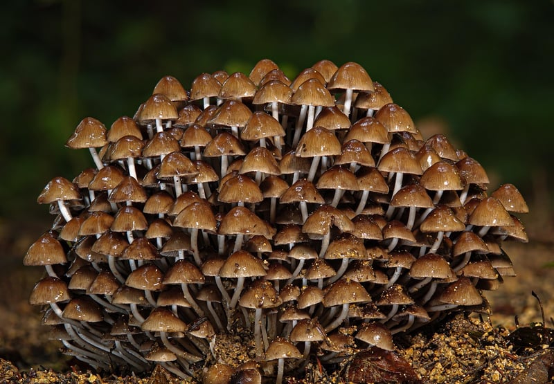 Forest Feast