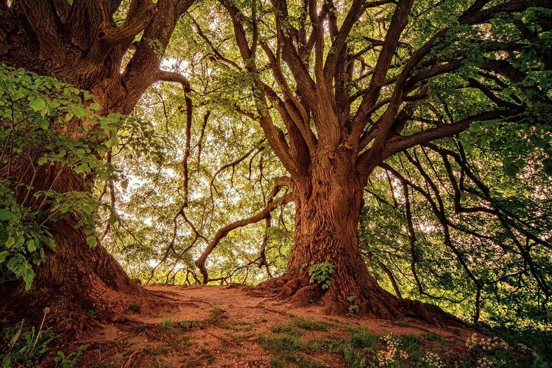 Forest Wedding