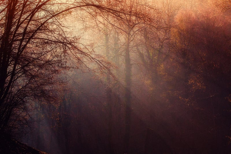Enchanted Forest